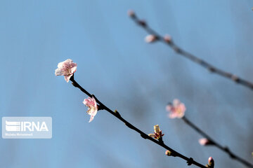 Spring blossoms in winter time; Northern Iran