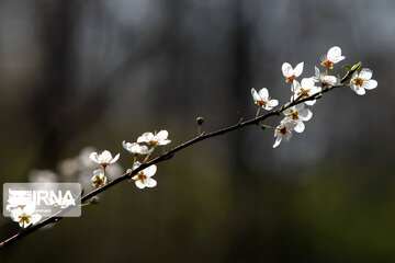 Spring blossoms in winter time; Northern Iran