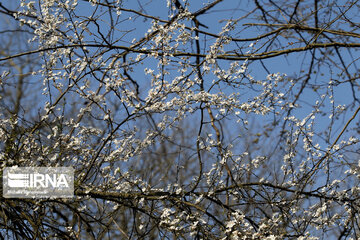 Spring blossoms in winter time; Northern Iran