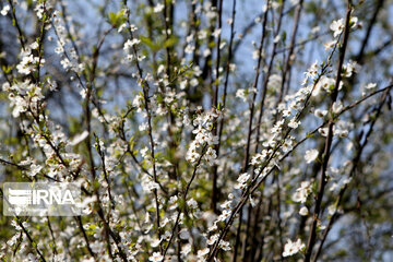 Spring blossoms in winter time; Northern Iran