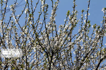 Spring blossoms in winter time; Northern Iran