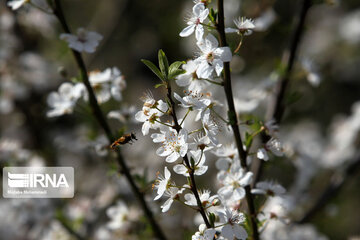 Spring blossoms in winter time; Northern Iran