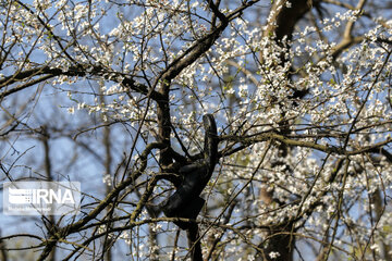 Spring blossoms in winter time; Northern Iran