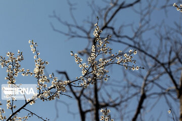 Spring blossoms in winter time; Northern Iran