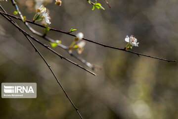 Spring blossoms in winter time; Northern Iran