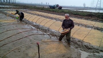 رقابت کشاورزی سنتی مازندران با مکانیزاسیون