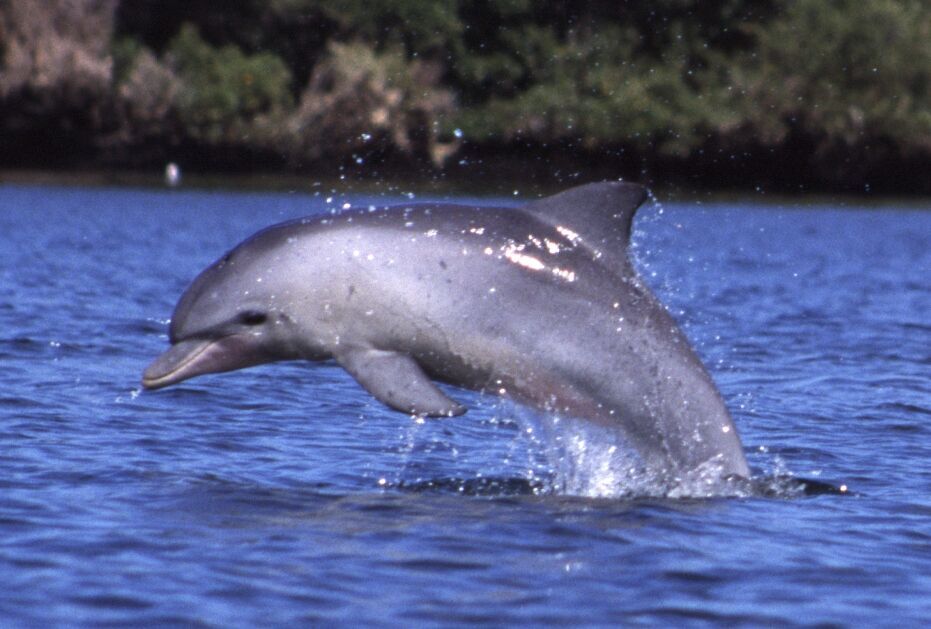 صیادان تنگستانی دلفین اسیر در تور را نجات دادند
