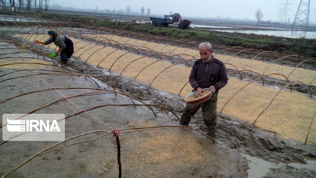 شالیکاران مازندران از بذرپاشی خزانه برنج خود داری کنند