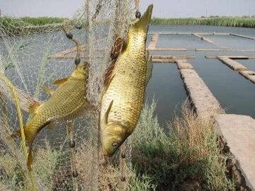 ماهیان گرمابی در استخرهای آب کشاورزی بندرعباس پرورش داده می شود