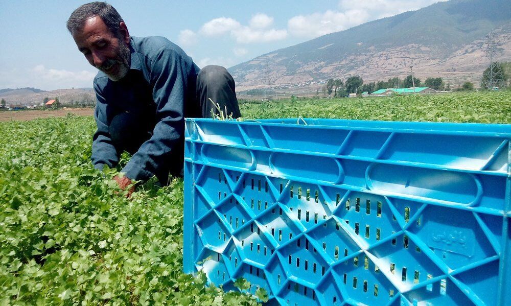 ۲۰ هزار هکتار سبزی و صیفی در لرستان کشت می‌شود