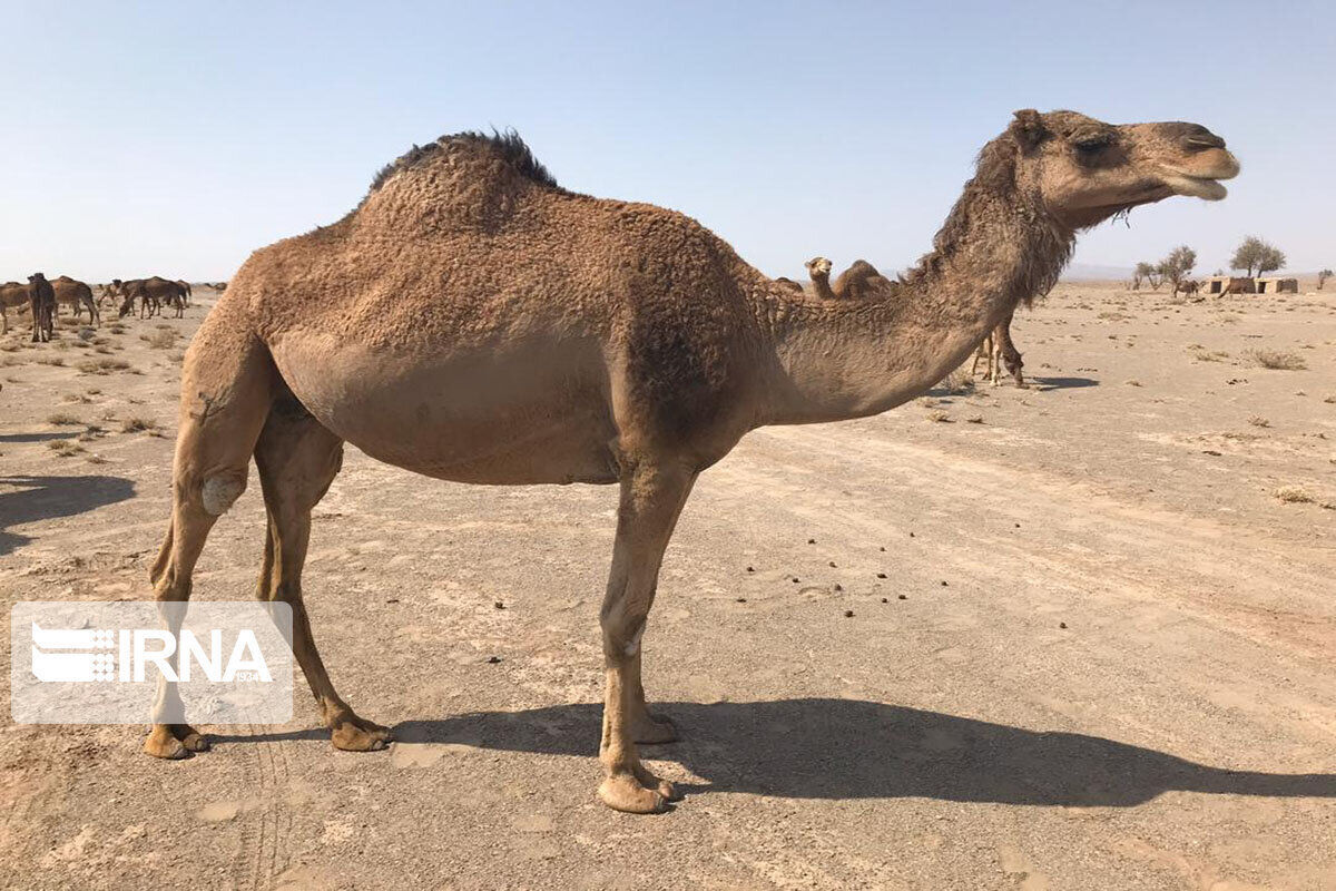 ۴۰۰ نفر شتر از بازارچه‌های مرزی وارد سیستان و بلوچستان شد