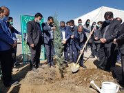 یک میلیون اصله نهال در استان همدان کاشته می‌شود