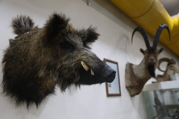 Iran : Musée d'Histoire naturelle d'Ardabil à l’ouest