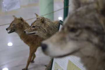 Iran : Musée d'Histoire naturelle d'Ardabil à l’ouest