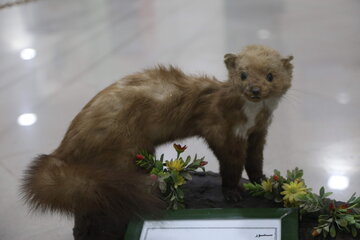 Iran : Musée d'Histoire naturelle d'Ardabil à l’ouest