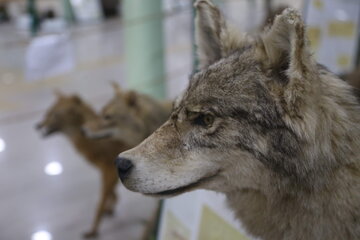 Iran : Musée d'Histoire naturelle d'Ardabil à l’ouest