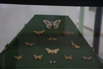 Iran : Musée d'Histoire naturelle d'Ardabil à l’ouest