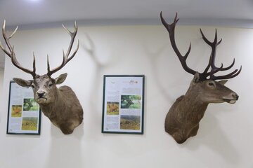 Iran : Musée d'Histoire naturelle d'Ardabil à l’ouest