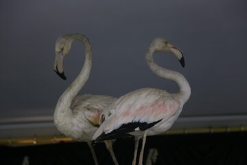 Iran : Musée d'Histoire naturelle d'Ardabil à l’ouest