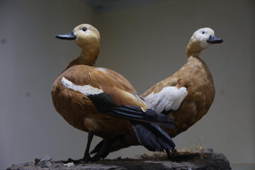 Iran : Musée d'Histoire naturelle d'Ardabil à l’ouest