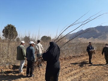 توزیع نهال رایگان در شاهرود آغاز شد 