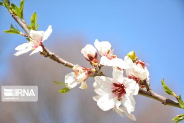 Colorful blossoms in Western Iran