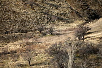 طبیعت روستای آرندان