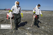 مرگ هزاران پرنده مهاجر، سمبل روزهای سخت خلیج گرگان 