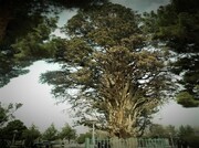 یک مسوول: سرو کاشمر نخستین درخت کهنسال نجات‌یافته از مرگ در ایران است