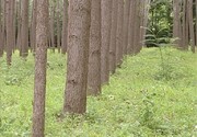 زارعت چوب به منظور صیانت از جنگل ها توسعه یابد