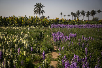 Recolección de flores en Hamidiye