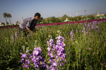 Recolección de flores en Hamidiye