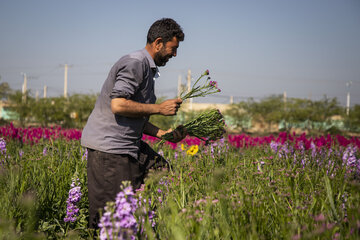 Recolección de flores en Hamidiye