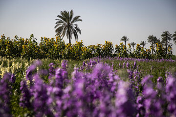 Recolección de flores en Hamidiye