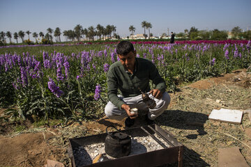 Recolección de flores en Hamidiye