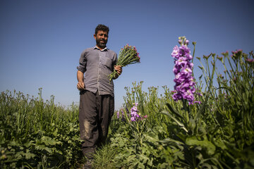 Recolección de flores en Hamidiye