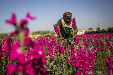 Recolección de flores en Hamidiye