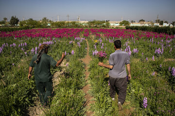 Recolección de flores en Hamidiye