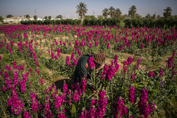 Recolección de flores en Hamidiye