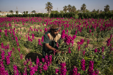 Recolección de flores en Hamidiye