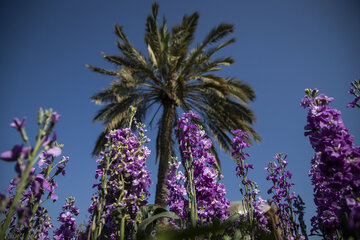 Recolección de flores en Hamidiye