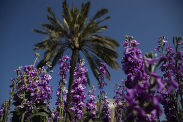 Recolección de flores en Hamidiye