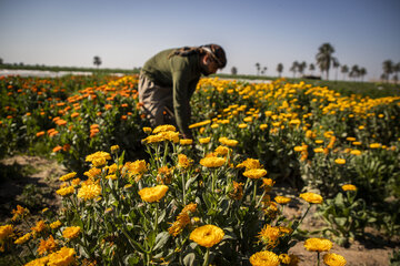 Recolección de flores en Hamidiye