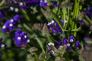 Recolección de flores en Hamidiye