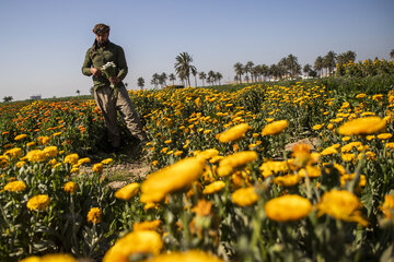 Recolección de flores en Hamidiye