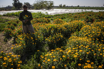 Recolección de flores en Hamidiye