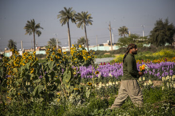 Recolección de flores en Hamidiye