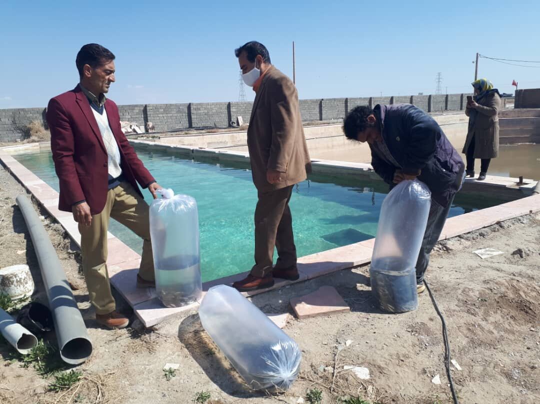 ۷۳۶ هزار بچه ماهی از ابتدای امسال در مه‌ولات پرورش یافته است