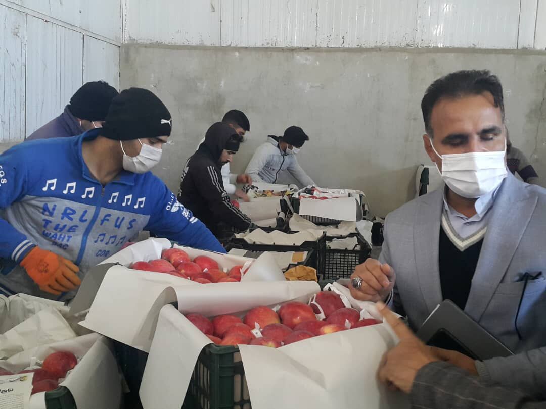 میوه شب عید شهروندان بروجردی تامین شد 