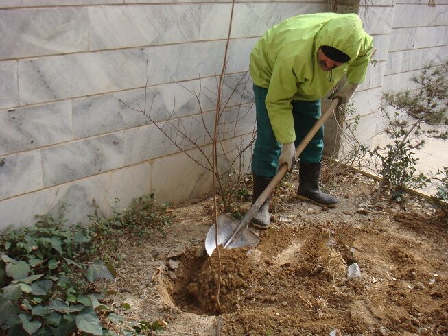 طرح کاشت نهال در منازل راهکاری برای کاهش آلودگی هوای تبریز